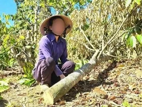 Diễn biến bất ngờ vụ anh rể phá hoại vườn cây của em vợ vì 'mâu thuẫn tình cảm'
