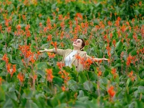 Hoa dong riềng nở rộ trên núi lửa triệu năm, hút khách đến Gia Lai check-in