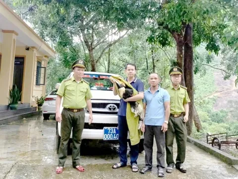 "Vị khách lạ" đáp xuống nhà dân, không ngờ là loài quý hiếm, nguy cấp