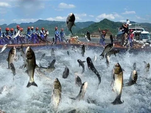 'Vua cá tra' báo lãi 9 tháng đầu năm gấp 18 lần cùng kỳ, cổ phiếu tăng hơn 60% từ đầu năm