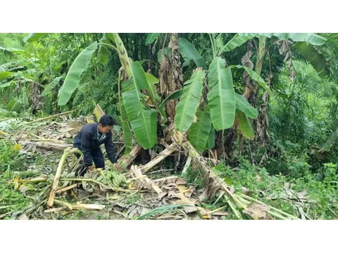 Dân bất an vì voi rừng liên tục về phá nương rẫy