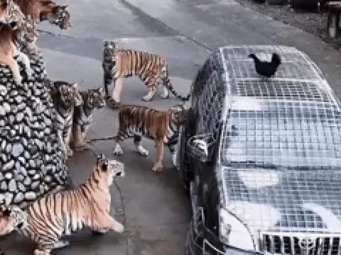 Vườn thú tìm người có tinh thần thép cho hổ ăn, lương 185 triệu đồng/tháng