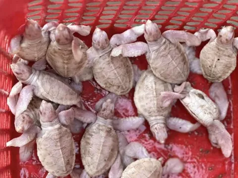 Phép màu giữa thiên nhiên: 17 rùa con bạch tạng chào đời ở Côn Đảo