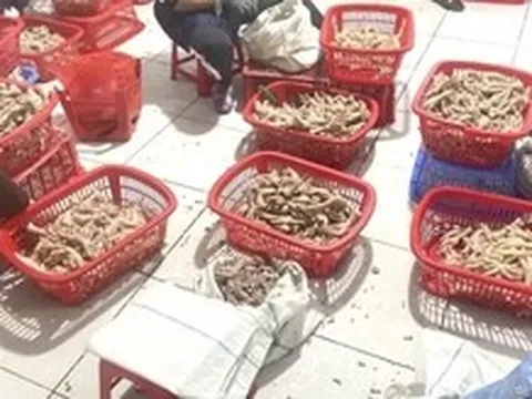 Thu giữ trên 3,5 tấn chân gà ‘bẩn’ ở khu vực biên giới