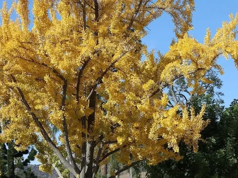 Du khách bịt mũi vì mùi "nôn ói" tỏa ra từ cặp cổ thụ 75 tuổi ở công viên