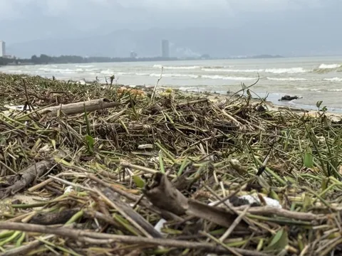 Bất ngờ hình ảnh bờ biển Đà Nẵng, rác phủ kín, nhiều người ra bới
