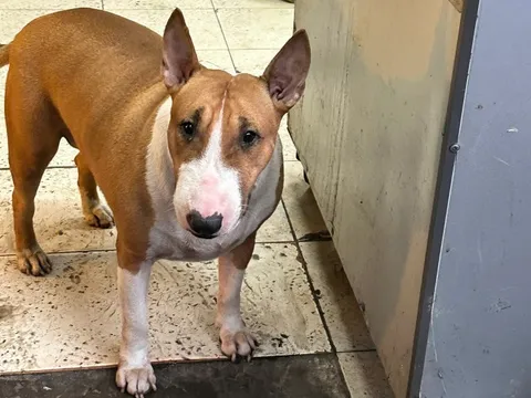 Chủ quán 'sợ bán không xuể' vì chó giống trong game Quán phở anh Hai