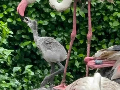 Sau 20 năm, hồng hạc lần đầu làm mẹ giữa lòng Thảo Cầm Viên