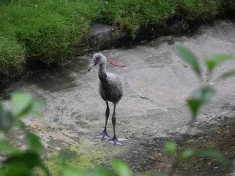 Hồng hạc có lứa đầu tiên kiểu tự nhiên tại Thảo cầm viên Sài Gòn
