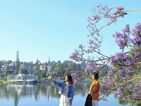 Bão quật đổ cây phượng tím nổi tiếng Đà Lạt, du khách tiếc ngẩn ngơ