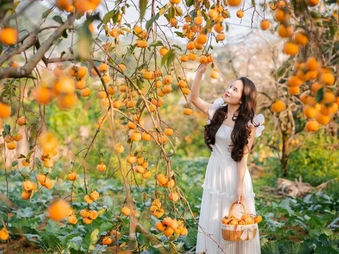 Khách mê hái quả, chụp ảnh, uống cà phê tại vườn khi đi du lịch Sơn La