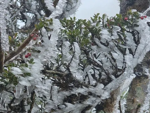 Khách sửng sốt thấy băng giá trắng xóa phủ đỉnh Tà Xùa, nhiệt độ chỉ 0 độ C