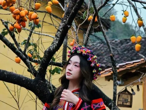 Cây hồng vô danh ở Hà Giang nổi như cồn, các nàng thơ đứng kín chờ chụp ảnh