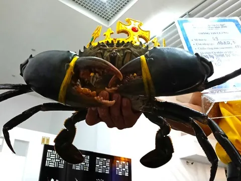 Xác lập con cua Cà Mau lớn nhất nặng hơn 1,8kg