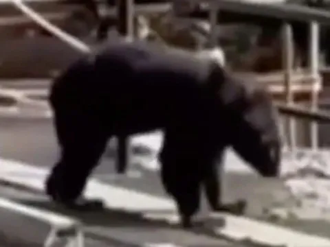 Gấu tấn công ngay trong quán mì, đầu bếp chống trả rồi… làm tiếp