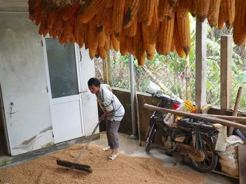 Gạo cứu trợ chưa kịp ăn đã trộn bùn lũ, người dân nhặt lại những gì còn sót