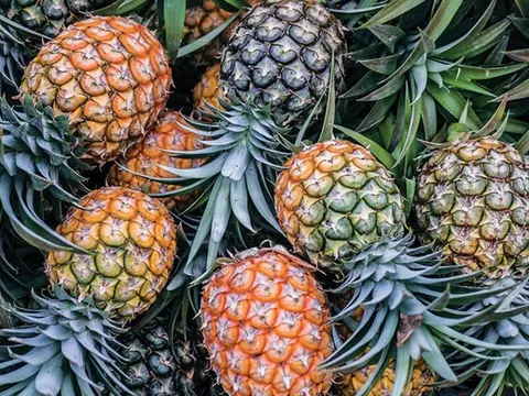 Sau chuối, tỉ phú Trần Bá Dương hướng tới trồng thơm giá 3,2 triệu/trái