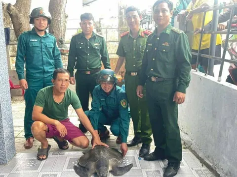 Đồi mồi dứa quý hiếm 17kg mắc lưới trên vùng biển Đà Nẵng