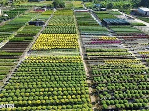 Miền Tây sắp có lễ hội hoa kiểng dự kiến đón nửa triệu lượt khách