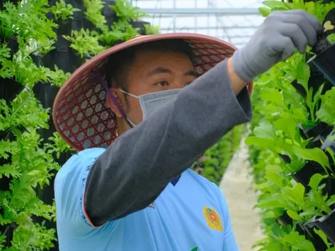 Thuê đất, trồng vườn trở thành Lifestyle ‘hái ra tiền’ đối với cư dân đô thị