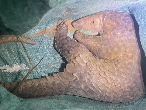 Bắt được con vật lạ không ngờ là động vật nguy cấp, quý hiếm trong sách đỏ