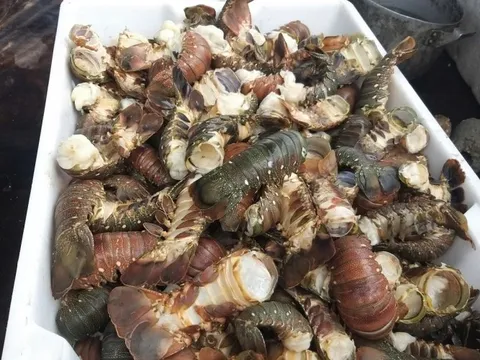 Tôm hùm chết hàng loạt trong mưa lũ, người nuôi “ôm đầu”!