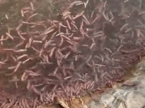 Loại đặc sản con "nhung nhúc, béo tròn" tới mùa mới được ăn ở Hải Phòng