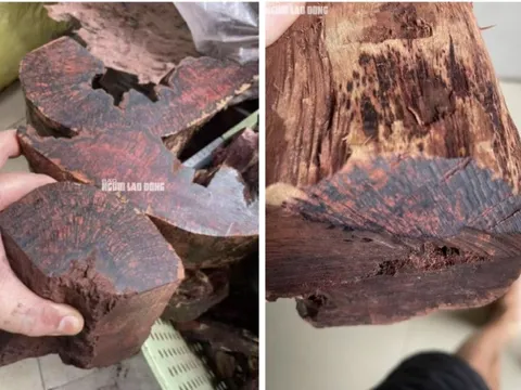 Loài gỗ "vô danh" được thương lái Trung Quốc mua 3 triệu đồng/kg: Quảng Trị cảnh báo điều gì?