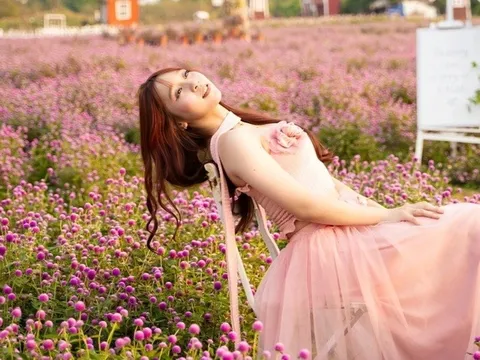 Vườn hoa bách nhật nở rộ đẹp như trời Âu ở Hà Nội