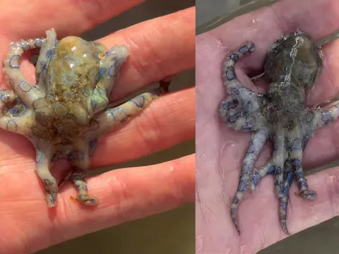 Khoe video bắt bạch tuộc con, du khách phát hoảng khi đọc bình luận