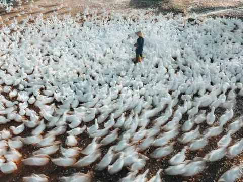 Đàn vịt 3.000 con trắng như bông tuyết ở Tây Ninh, nhiều người nghĩ ảnh giả