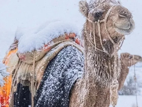 Tuyết rơi bất thường ở sa mạc nắng gắt khô cằn sau 30 năm: Chuyện khó lường