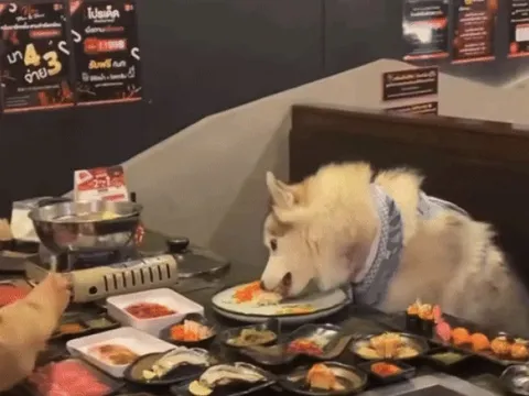 Nhà hàng cho phép chó cưng của khách dùng bữa ở bàn ăn gây tranh cãi