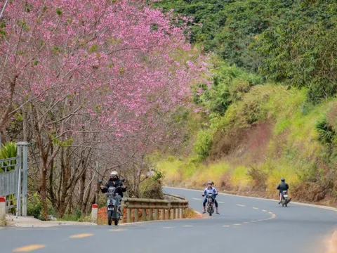 Mùa mai anh đào Đà Lạt nở sớm ở khu Cầu Đất, nội ô lác đác hồng