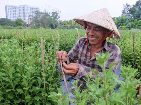 Nhà vườn làng hoa Thới An TP.HCM rộn ràng vụ hoa Tết Bính Ngọ