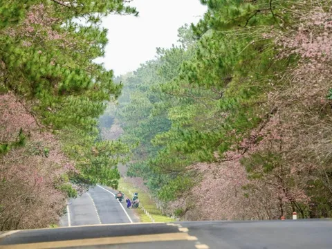 Lý Sơn - Măng Đen 'bắt tay', sáng biển - chiều rừng chẳng phải chuyện mộng mơ