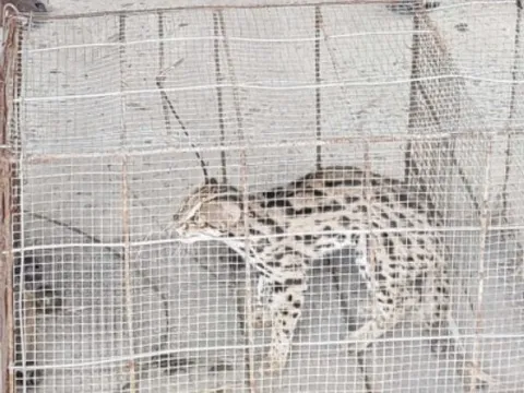 Cần Thơ: Đặt bẫy do mất gà vịt nhưng bắt được loài mèo quý hiếm