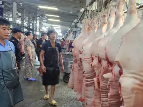 Tăng liên tục, giá heo hơi ở đỉnh 77.000 đồng/kg, giá dịp Tết sẽ thế nào?