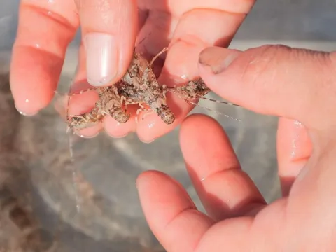 Vào mùa tôm hùm giống, ngư dân Đà Nẵng thu bộn tiền mỗi ngày