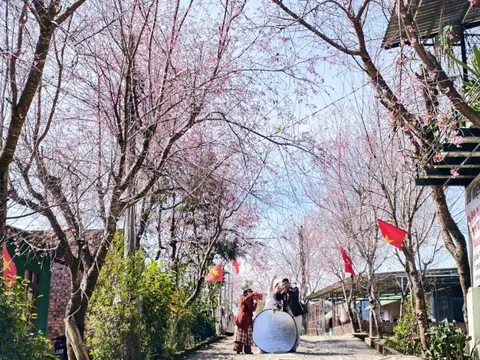 Xóm nhỏ trên cung đường Nha Trang - Đà Lạt đẹp như tranh khi mai anh đào bung nở