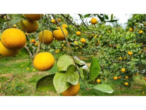 “Lạc lối” giữa những vườn cam chín vàng, trĩu quả