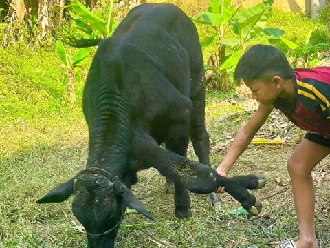Xôn xao con bò có 6 chân, 2 chân "mọc" ở cổ