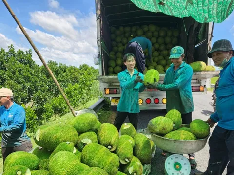 Nông dân phấn khởi, vì giá mít tăng gấp đôi vào dịp cận Tết