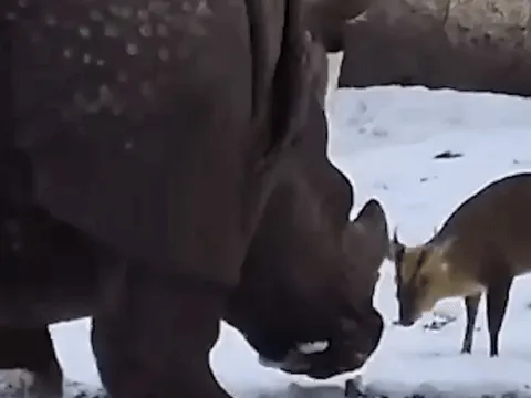 Thực hư vụ hươu tí hon liên tục húc đầu, tấn công tê giác nặng 1,7 tấn