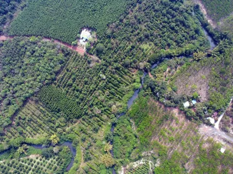 Đồng Nai làm 13km đường trên cao, xuyên rừng Mã Đà