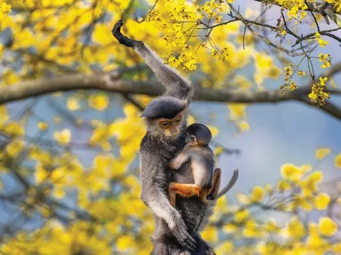 Cuộc thi ảnh Mùa xuân Bính Ngọ 2026 'nói không' với ảnh chỉnh sửa, tạo ra bằng AI