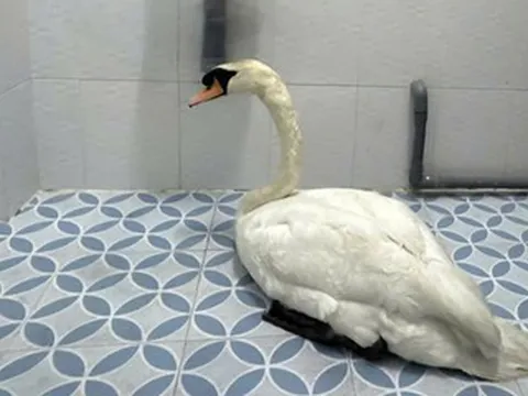 Kẻ gian đột nhập Thảo Cầm Viên, trộm thiên nga trắng