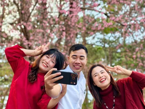 Mai anh đào Đà Lạt đã nở rộ, du khách về phố núi 'sống chậm'