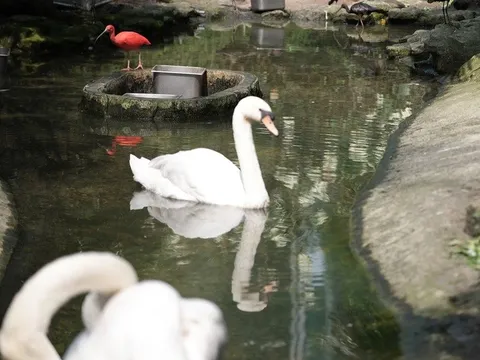 Thiên nga trắng sau vụ trộm: Lo bị stress, sẽ cách ly chăm sóc đặc biệt