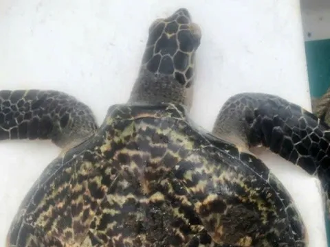 Con vật quý hiếm bất ngờ nằm trong lưới ngư dân Đà Nẵng